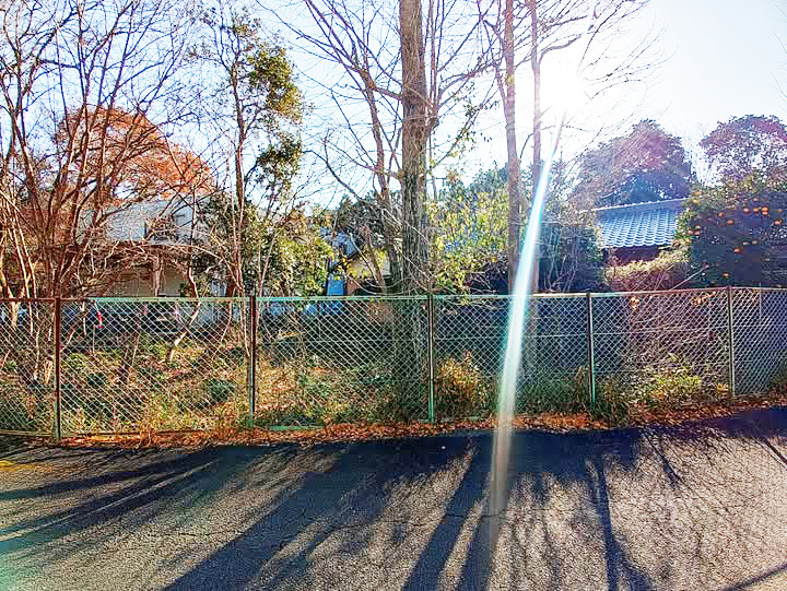 現地確認の一日|嬉野で樹木伐採の見積へ