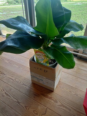 我が家に新しい家族（？）がやってきました！